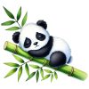 Pandica spava na bambusu